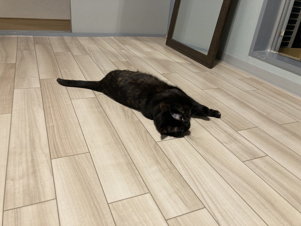 一人暮らし 保護猫を譲ってもらえない問題 紅葉 もみじ Note