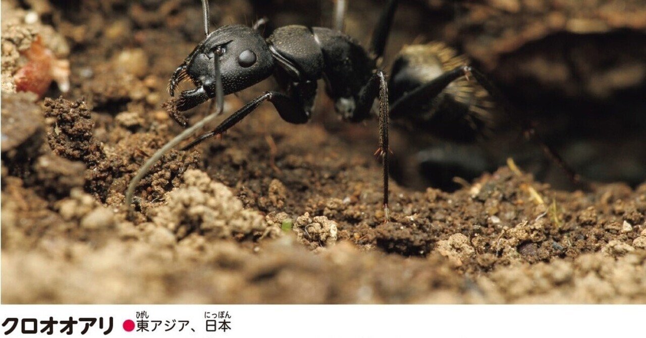 生き物との阿吽の呼吸 島田拓のアリ写真がすごい 角川の集める図鑑get 昆虫 の魅力 Kadokawa児童書ポータル ヨメルバ Note 生き物との阿吽の呼吸 島田拓のアリ写真がすごい 角川の集める図鑑get 昆虫 の魅力 Kadokawa児童書ポータル ヨメルバ Note