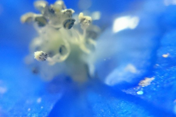 デルフィニウムの花言葉は清明高貴つぼみの形がイルカに似てるとかでドルフィンからきてる名前らしいです の新着タグ記事一覧 Note つくる つながる とどける デルフィニウムの花言葉は清明高貴つぼみの形がイルカに似てるとかでドルフィンからきてる名前らしいです の新着タグ記事一覧 Note つくる つながる とどける