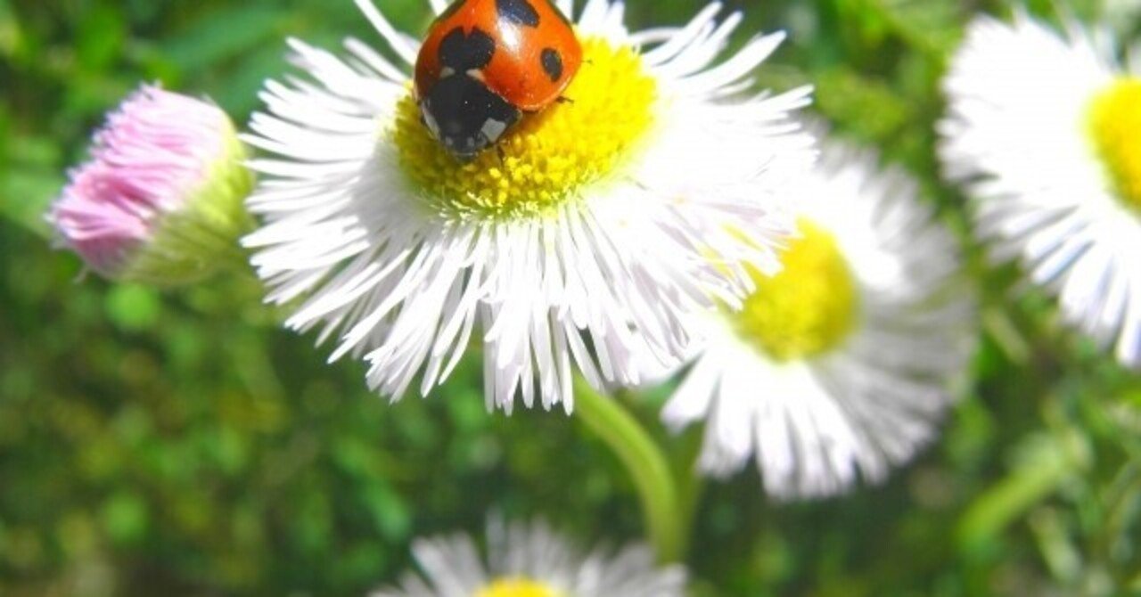 週末投稿 つれづれ有用植物 キク科ムカシヨモギ属 ハルシオン ヒメジォオン Pingubanana Note