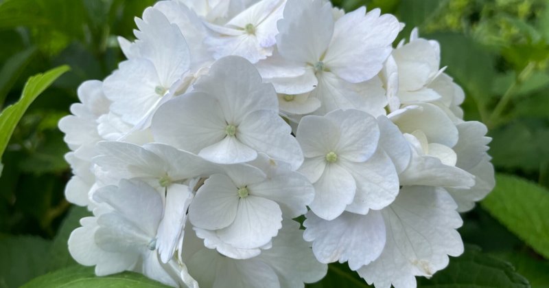 紫陽花の花言葉は「和気あいあい」