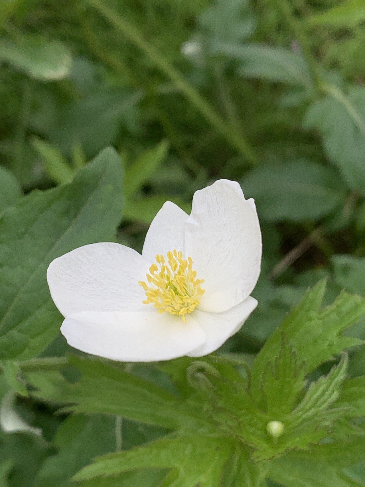 花言葉は気にする 私はその時によるって感じかな 今日何となく ワイルドストロベリーの花言葉 が気になって調べてみた 尊重と愛情 って出てきたよ ちょうーどね 身近な人と 接種の件で意見が分かれて たねこ Note