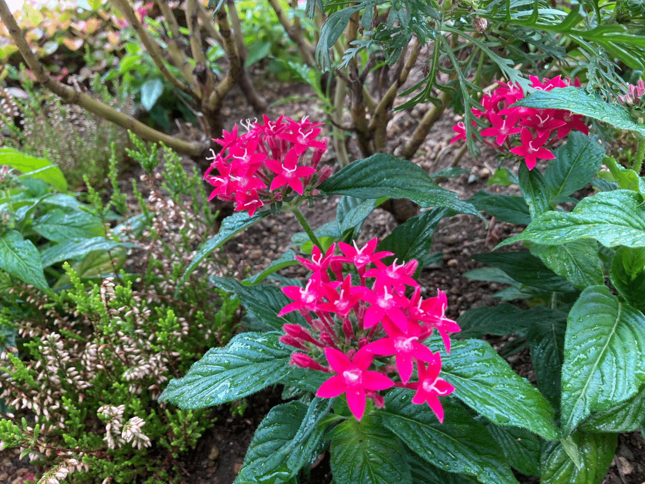 今日のお花 ペンタス 小さな星形のお花が集まった可愛らしいイメージのお花 名前の由来はギリシア語の 5 Pente ペンテ 星の形が花言葉にも繋がっているようです 花言葉は 希望が叶う スイーツ作家ゆかりん Note