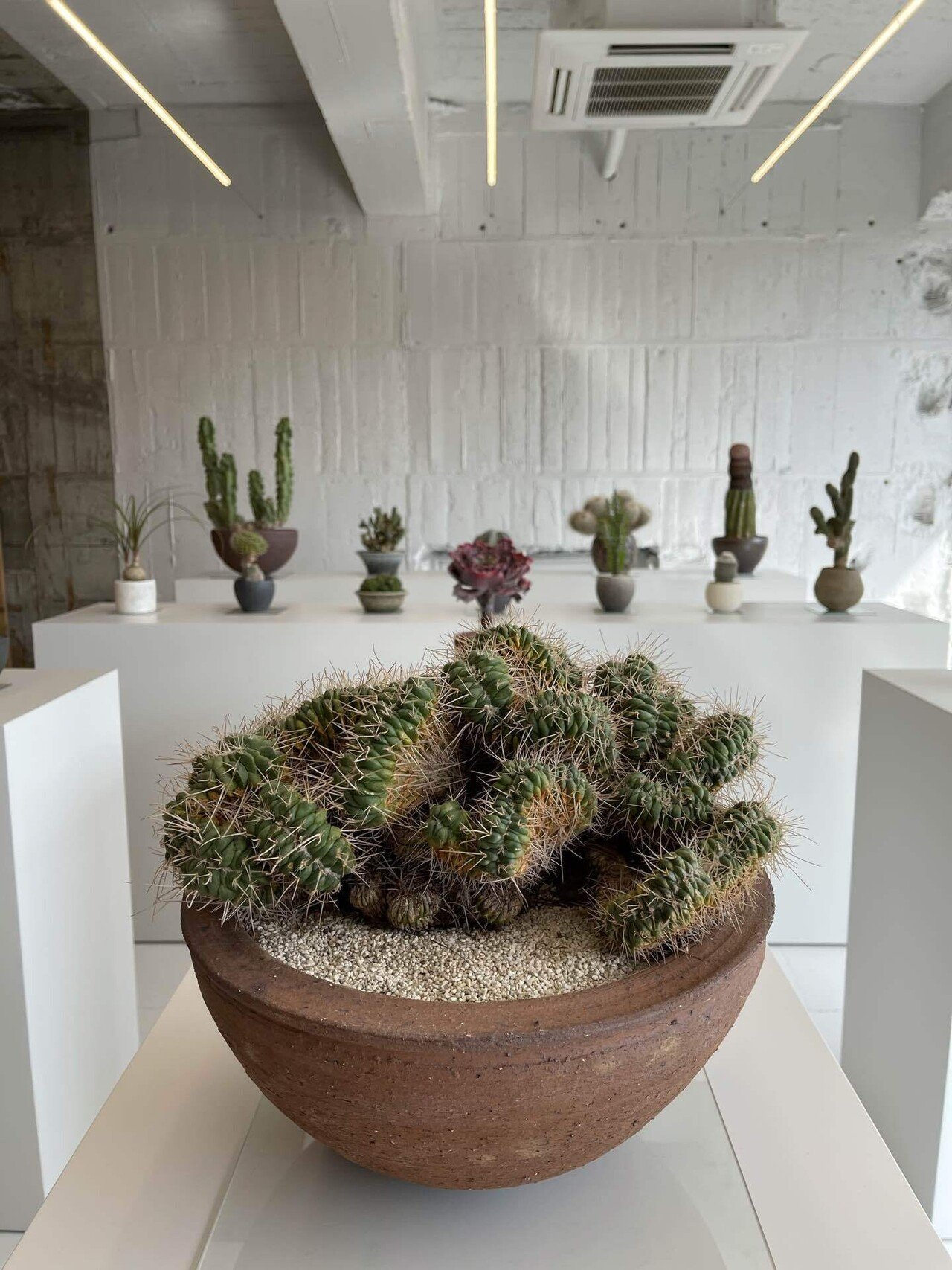 植物屋「叢 Qusamura」に行ってきました｜ARAKAWA.