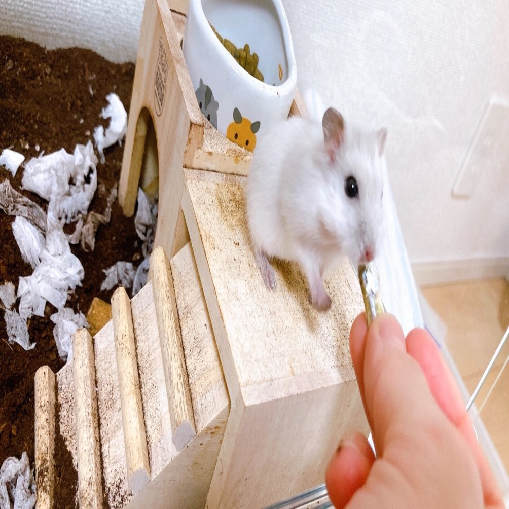 ハムスターの乱 I Love Hamham レムラ Note