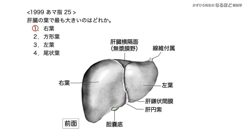 【徹底的国試対策】4-4 消化器系 - 肝臓・胆嚢・膵臓.142