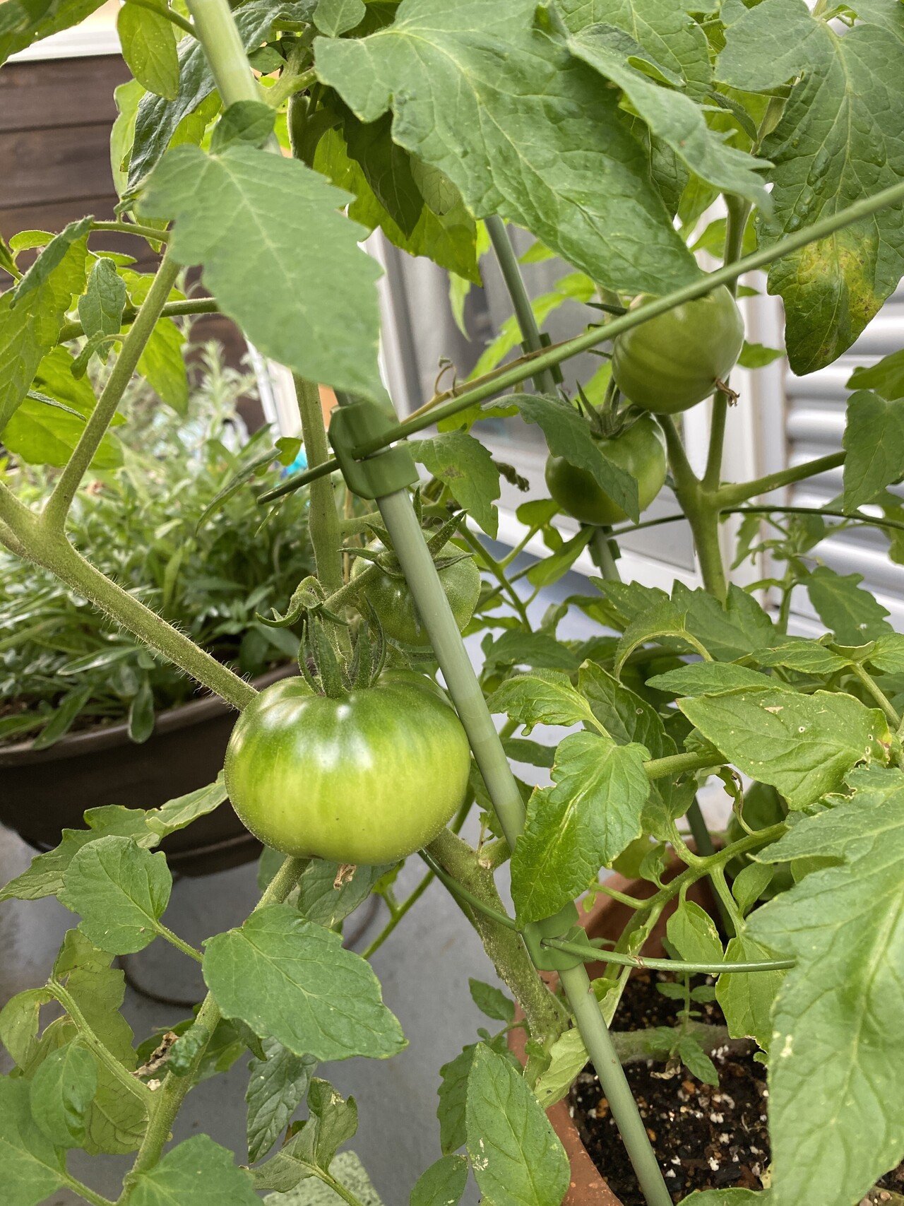 トマトが大小8個 一緒に植えたバジルは写真に写ってないけど 白い花 がついてます まだ緑色だけど このサイズでのものを育てたのは初めて なので 収穫できる日を指折り数える毎日 このような作業を当たり前にこ Hiroko 星読みmanabist Note トマトが大小8個 一緒に植えたバジルは写真に写ってないけど 白い花 がついてます まだ緑色だけど このサイズでのものを育てたのは初めて なので 収穫できる日を指折り数える毎日 このような作業を当たり前にこ Hiroko 星読みmanabist Note