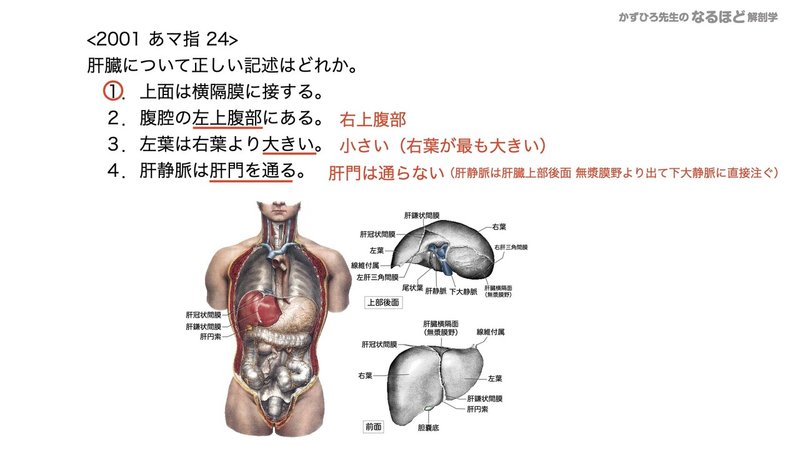 【徹底的国試対策】4-4 消化器系 - 肝臓・胆嚢・膵臓.144