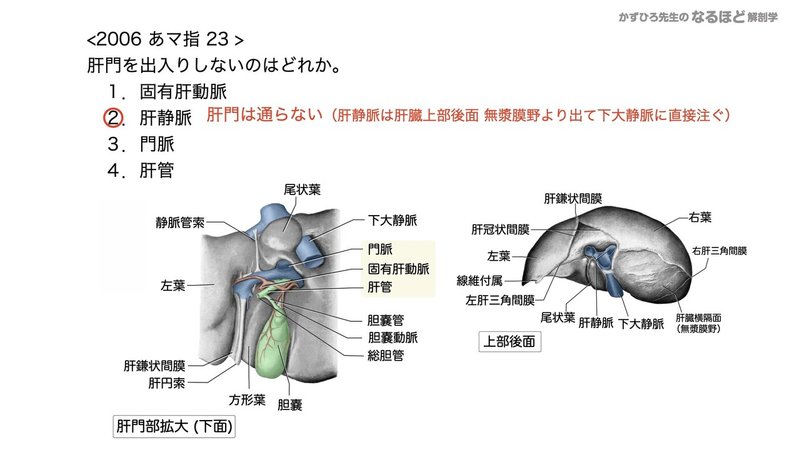 【徹底的国試対策】4-4 消化器系 - 肝臓・胆嚢・膵臓.146