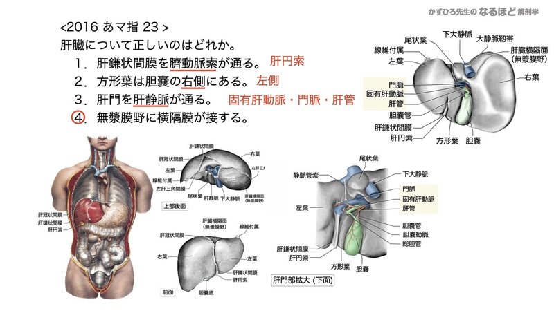 4 4 3 消化器系 肝臓 胆嚢 膵臓 国試過去問解説 黒澤一弘 Note