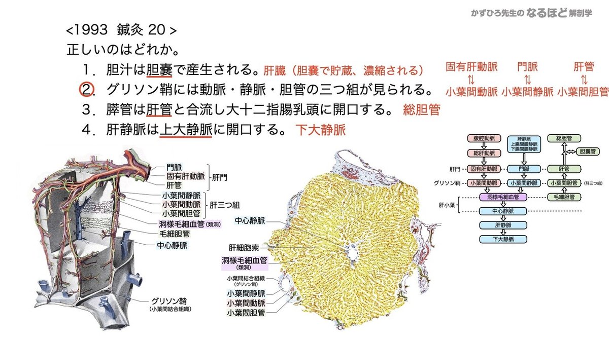 【徹底的国試対策】4-4 消化器系 - 肝臓・胆嚢・膵臓.150