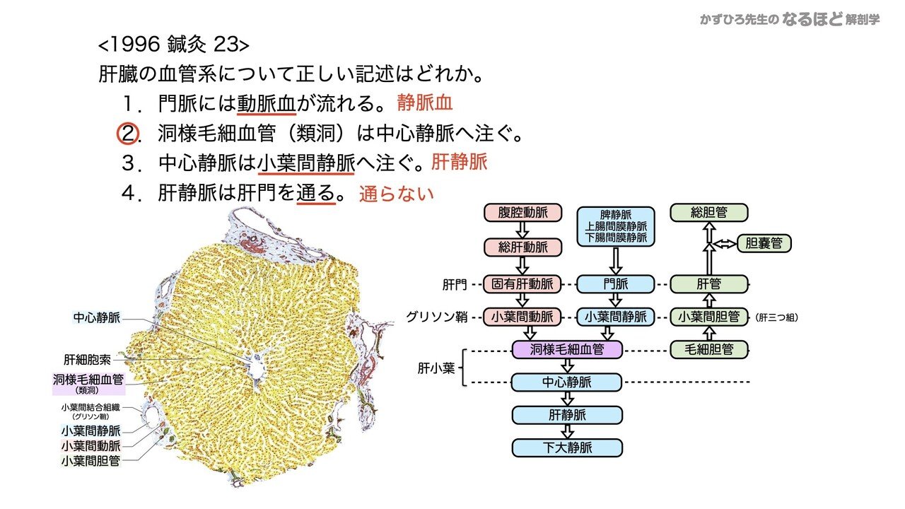 4 4 3 消化器系 肝臓 胆嚢 膵臓 国試過去問解説 黒澤一弘 Note