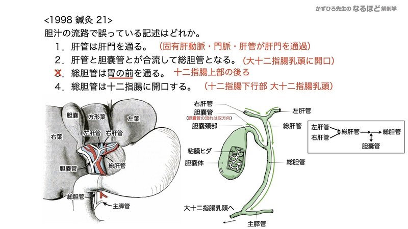 【徹底的国試対策】4-4 消化器系 - 肝臓・胆嚢・膵臓.153