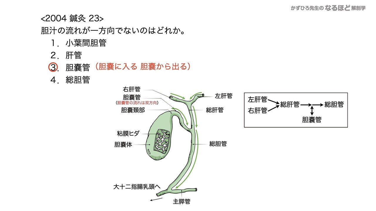 4 4 3 消化器系 肝臓 胆嚢 膵臓 国試過去問解説 黒澤一弘 Note