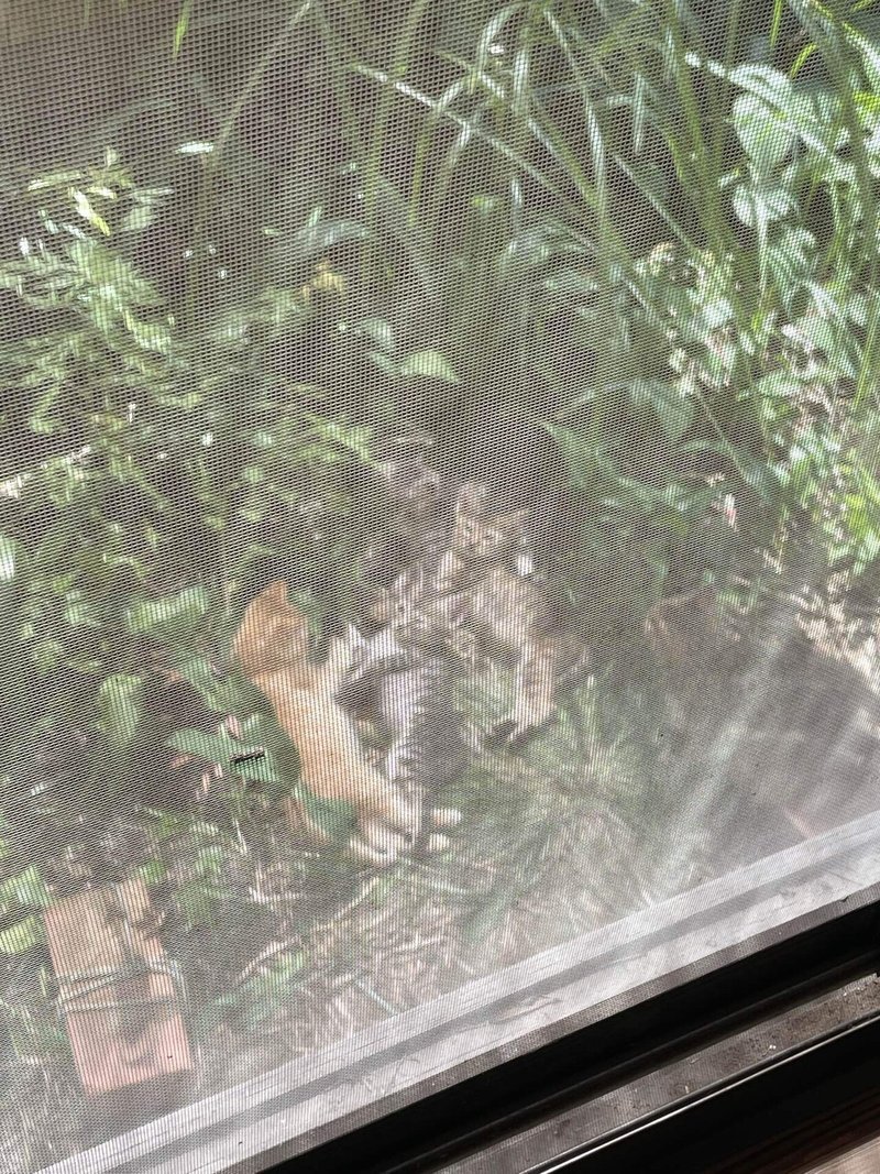 マロさん保護記録 1 てるりん Note マロさん保護記録 1 てるりん Note