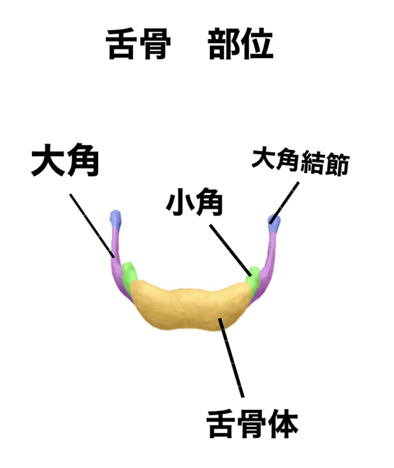 【舌骨のはなし】骨勉|伊藤陵亮【整体×ヨガ×読書】