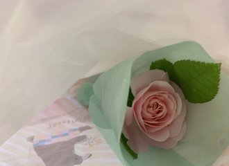 チコリは透き通る まりも Marrimo Note