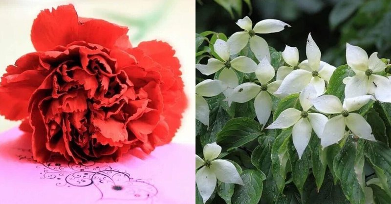 6月15日お誕生日の方おめでとうございます Monstera18 Note