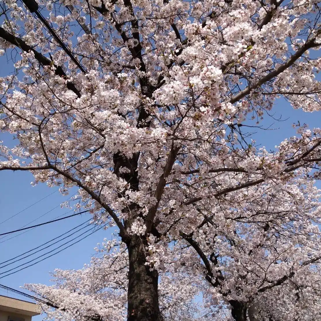 らっこ