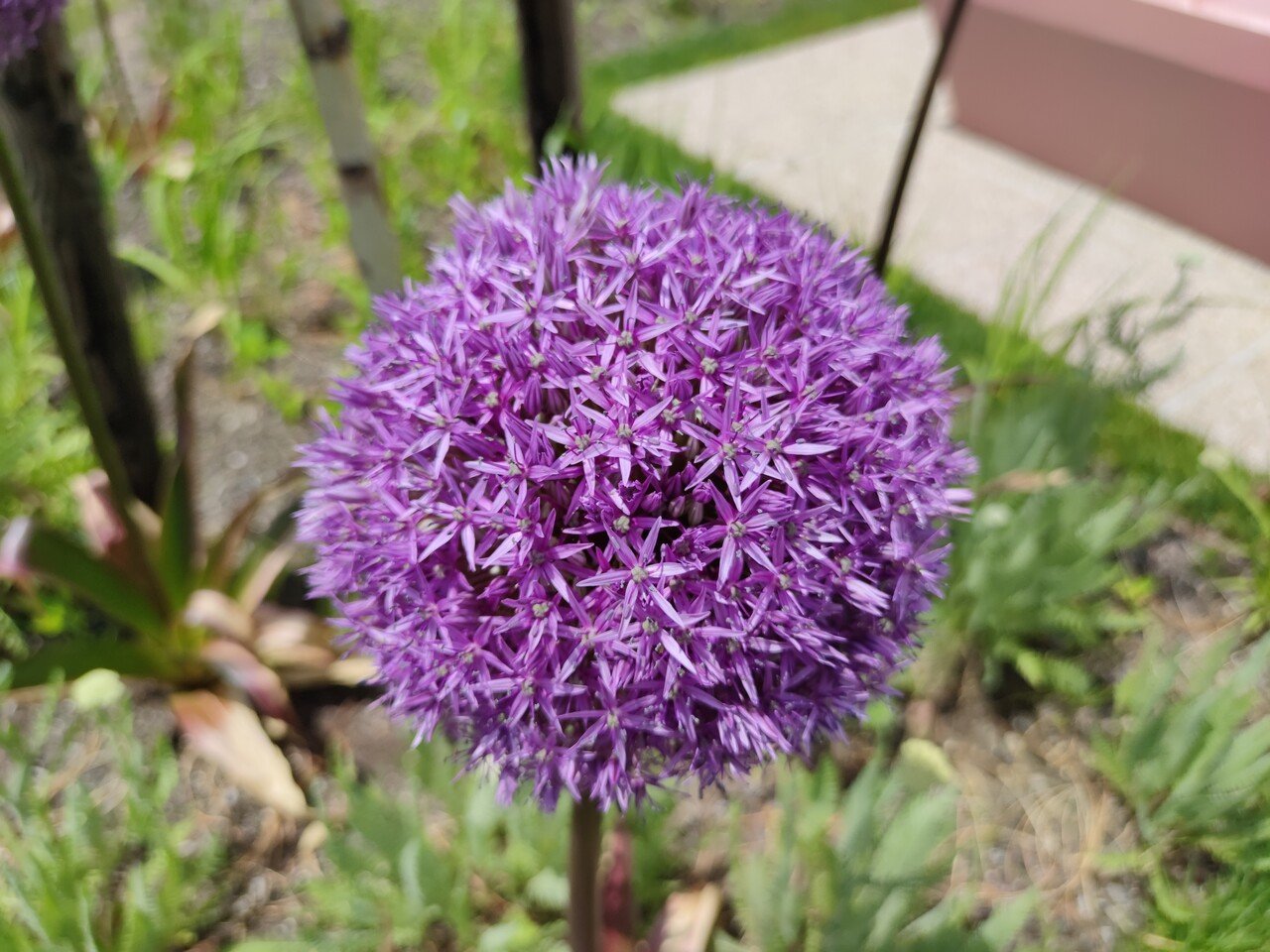 初めての花 ネギ ネギ坊主の仲間か タケシ Ce 医療安全管理者 クッキングパパ Note