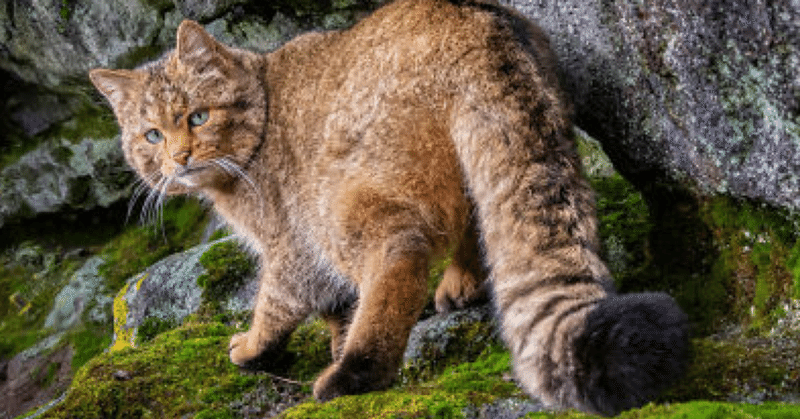 ヤマネコ の新着タグ記事一覧 Note つくる つながる とどける