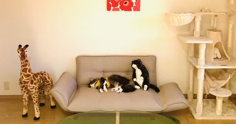 にちようさいこうねこだいすき Takeuchi Ami Note