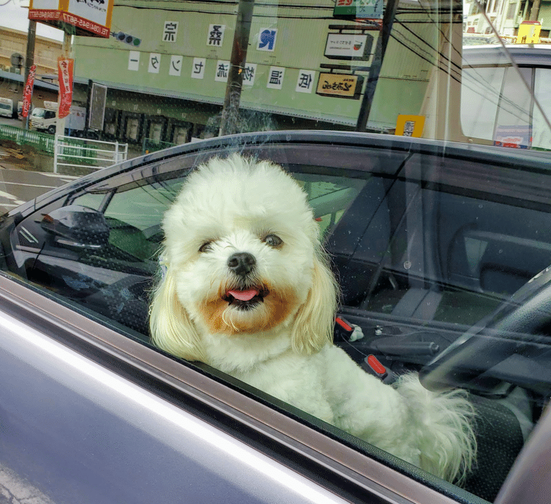 犬　かわいい