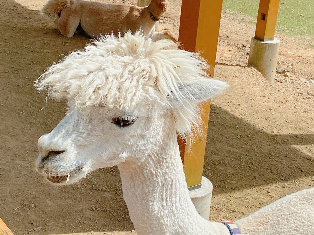 わたしとあるぱか 牧歌の里 ろばぱか Note わたしとあるぱか 牧歌の里 ろばぱか Note