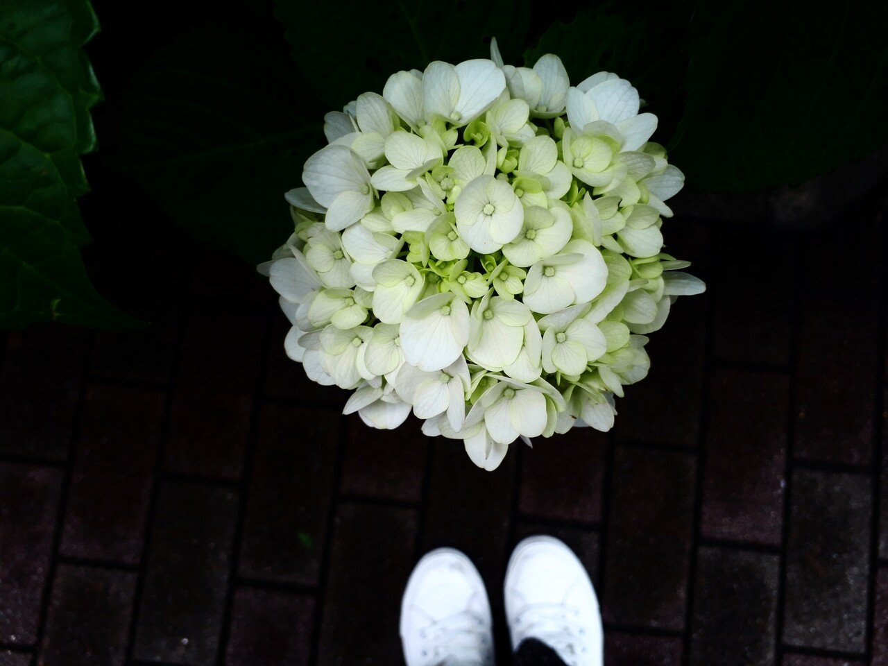 花言葉は 移り気 浮気 何色にも染まれるように ただ真っ白なだけなの えりきゃっと Note