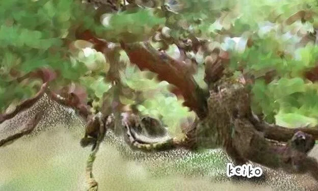 臥龍の松_k