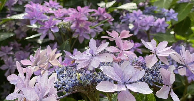 マロさん保護記録 1 てるりん Note マロさん保護記録 1 てるりん Note