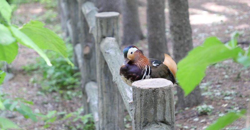 動物園みたいな公園のこと。