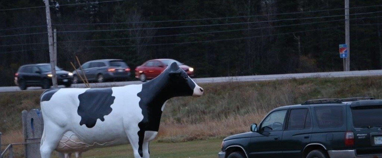 Cows カナダ乳製品屋さん｜CAPT Mayonnaise 35°19’10N 139°33’04E｜note