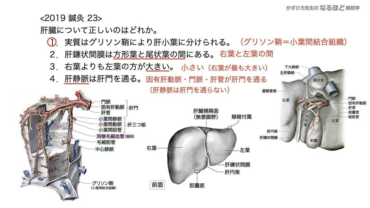 4 4 3 消化器系 肝臓 胆嚢 膵臓 国試過去問解説 黒澤一弘 Note