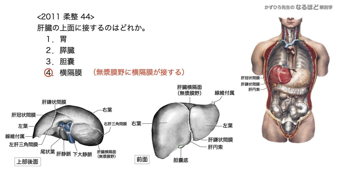 4-4 (3)】消化器系 - 肝臓・胆嚢・膵臓 国試過去問解説｜かず