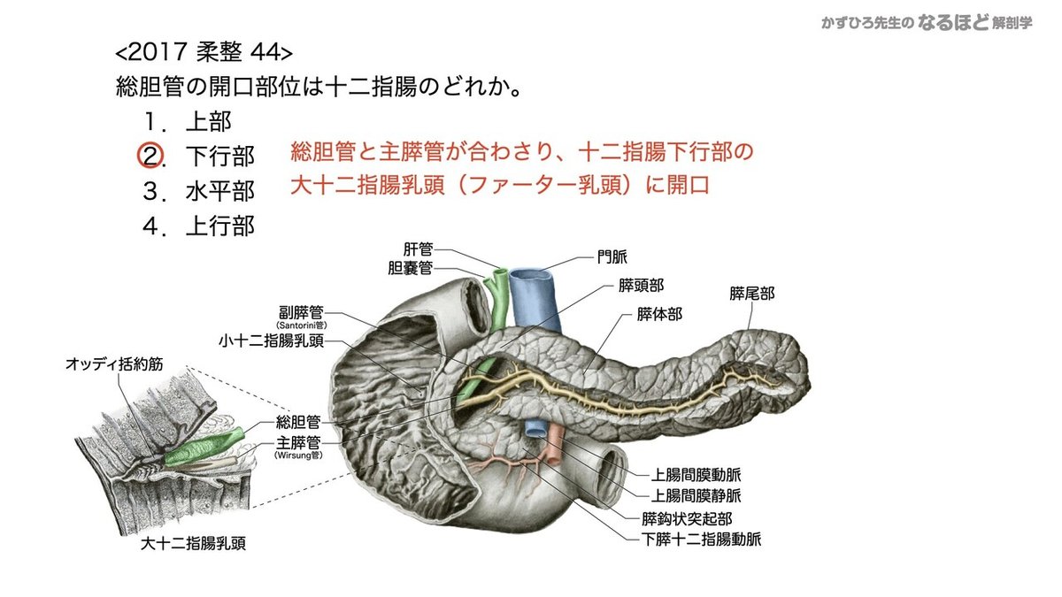 4-4 (3)】消化器系 - 肝臓・胆嚢・膵臓 国試過去問解説｜かず