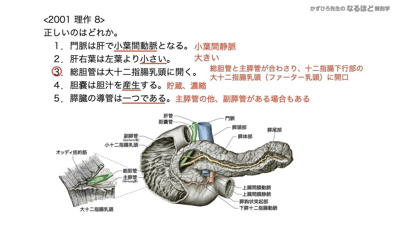 4 4 3 消化器系 肝臓 胆嚢 膵臓 国試過去問解説 黒澤一弘 Note