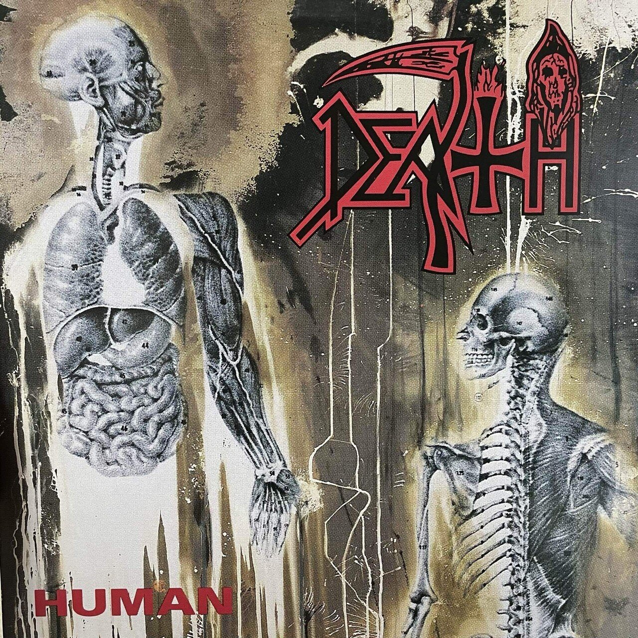 4万5千円でレコードを買った Cynic Focus プログレッシヴロックの名盤