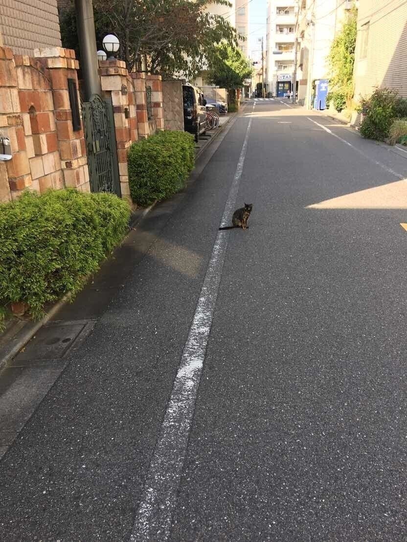 近所の猫２