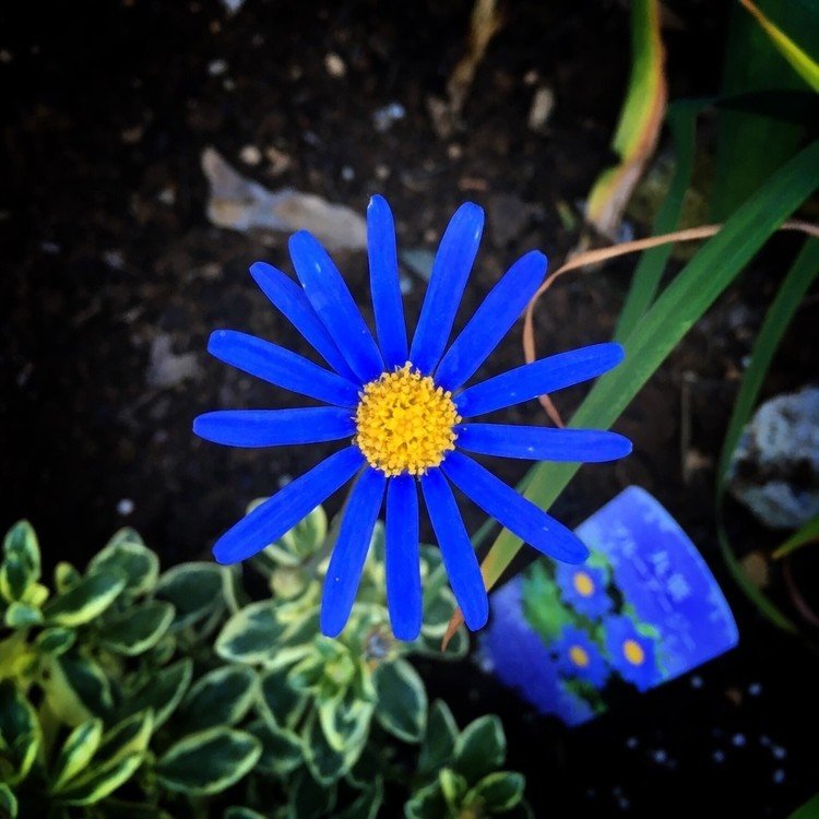 ブルーデイジー
青の青さに惹かれて買ってきて、花壇に植えました。
