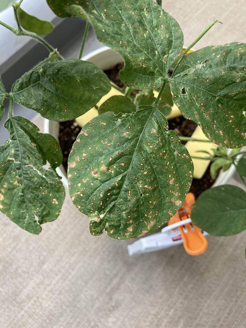 家庭菜園の枝豆がピンチです Emiyoritaka0921 Note