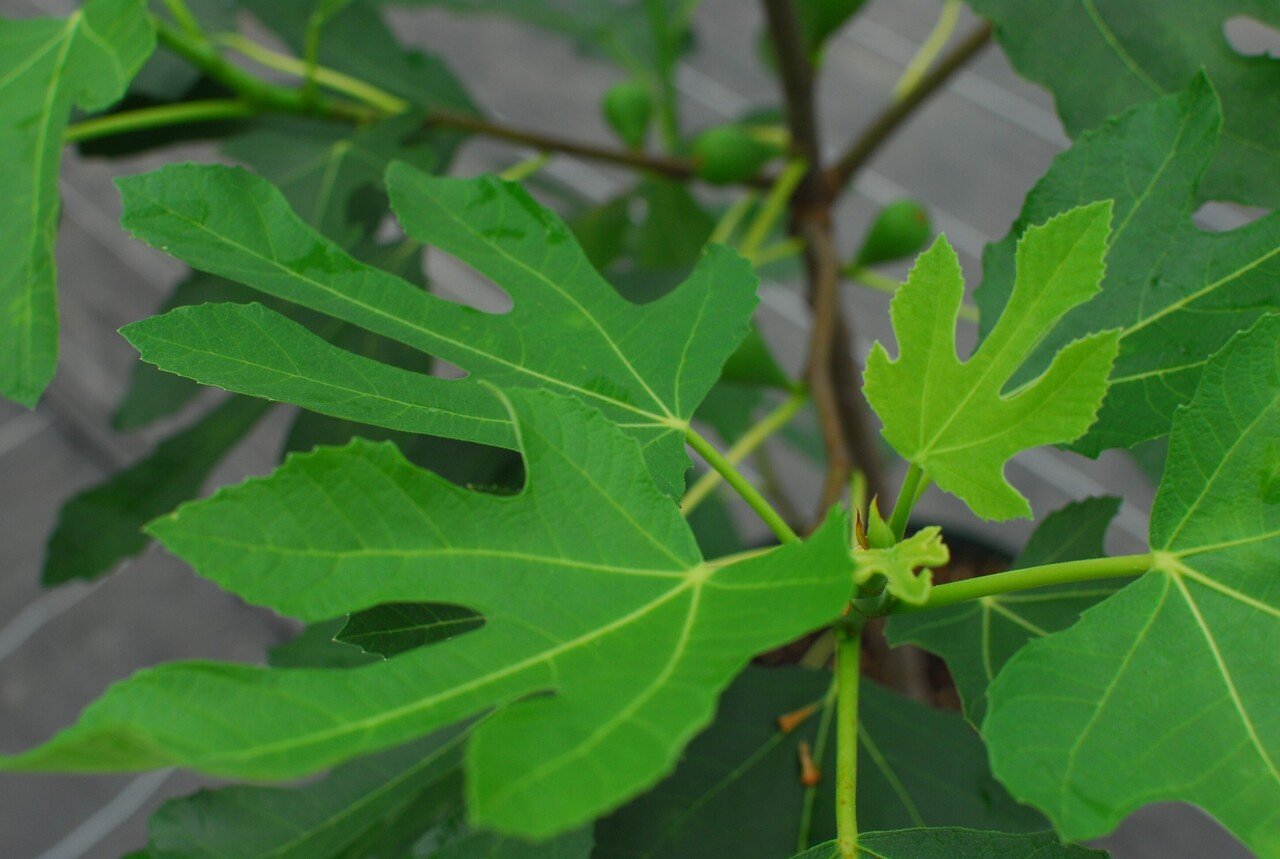 Fig Varieties Beer S Black ビアーズブラック 世界のいちじく育てよう まるはち果実園 Note Fig Varieties Beer S Black ビアーズブラック 世界のいちじく育てよう まるはち果実園 Note