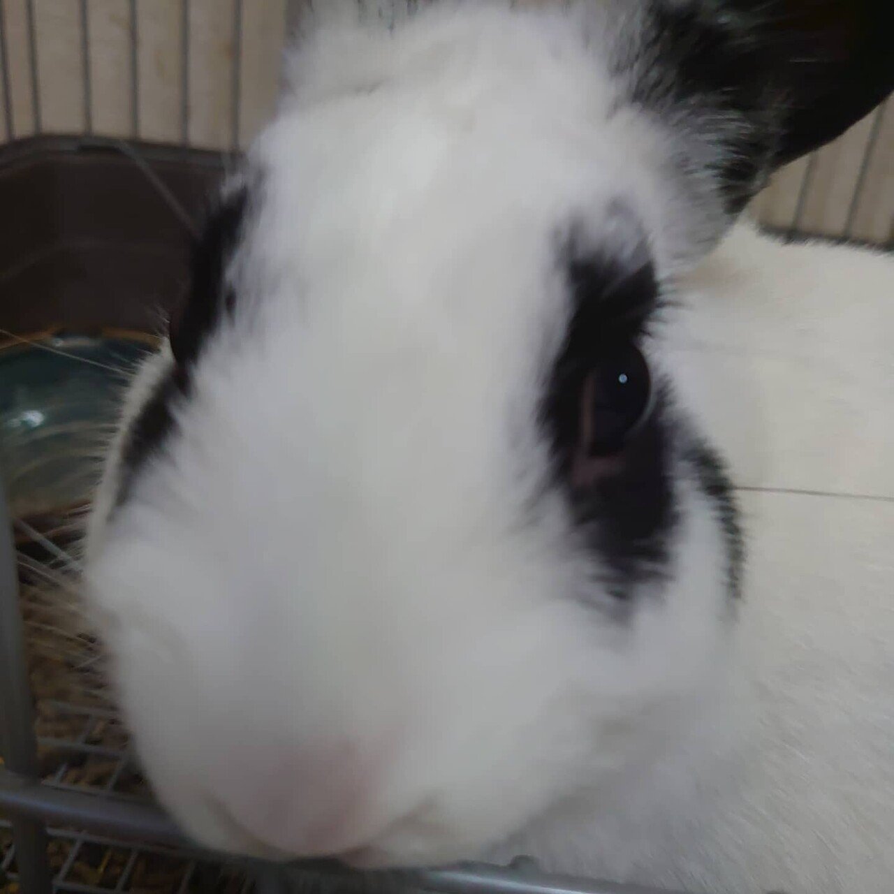 人に嫌われることが怖くなくなると うさぎの心 Note