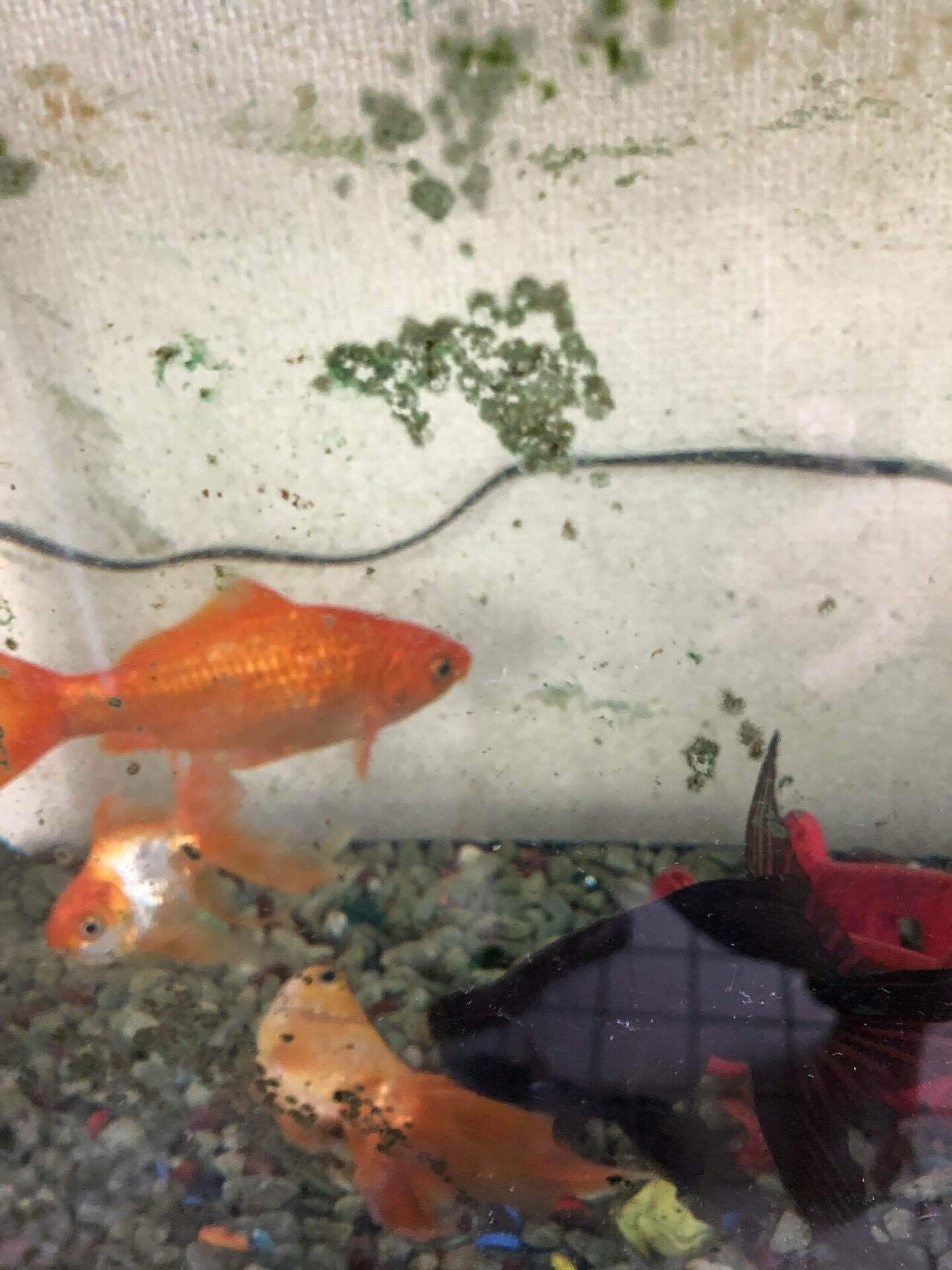 金魚 アレキサンドライト Note 金魚 アレキサンドライト Note