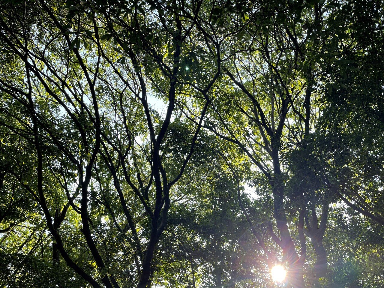 最近 腹式呼吸 を練習中 息を吸ったり吐いたりを きちんと意識 するとモヤってしてたものがクリアになってく感じがする まだちゃんとできないんだけど わざと呼吸をコントロールする ことが 自律神経調整やス Mui Note