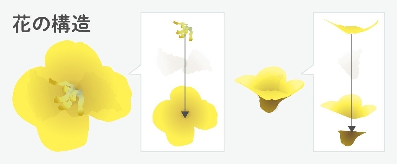 時短 イラレで菜の花の描き方 イラレ職人 コロ Note 時短 イラレで菜の花の描き方 イラレ職人 コロ Note