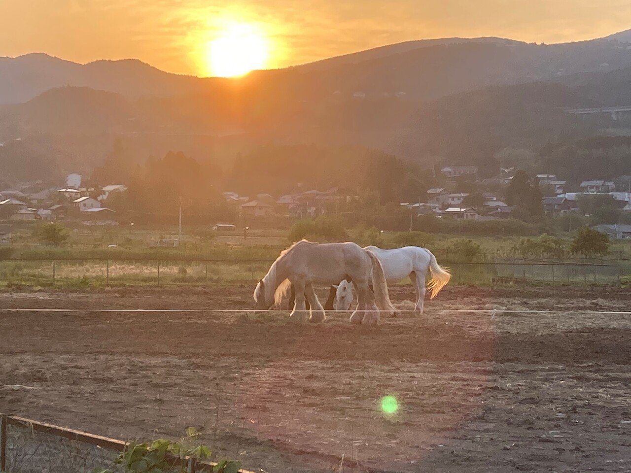 夕日の馬