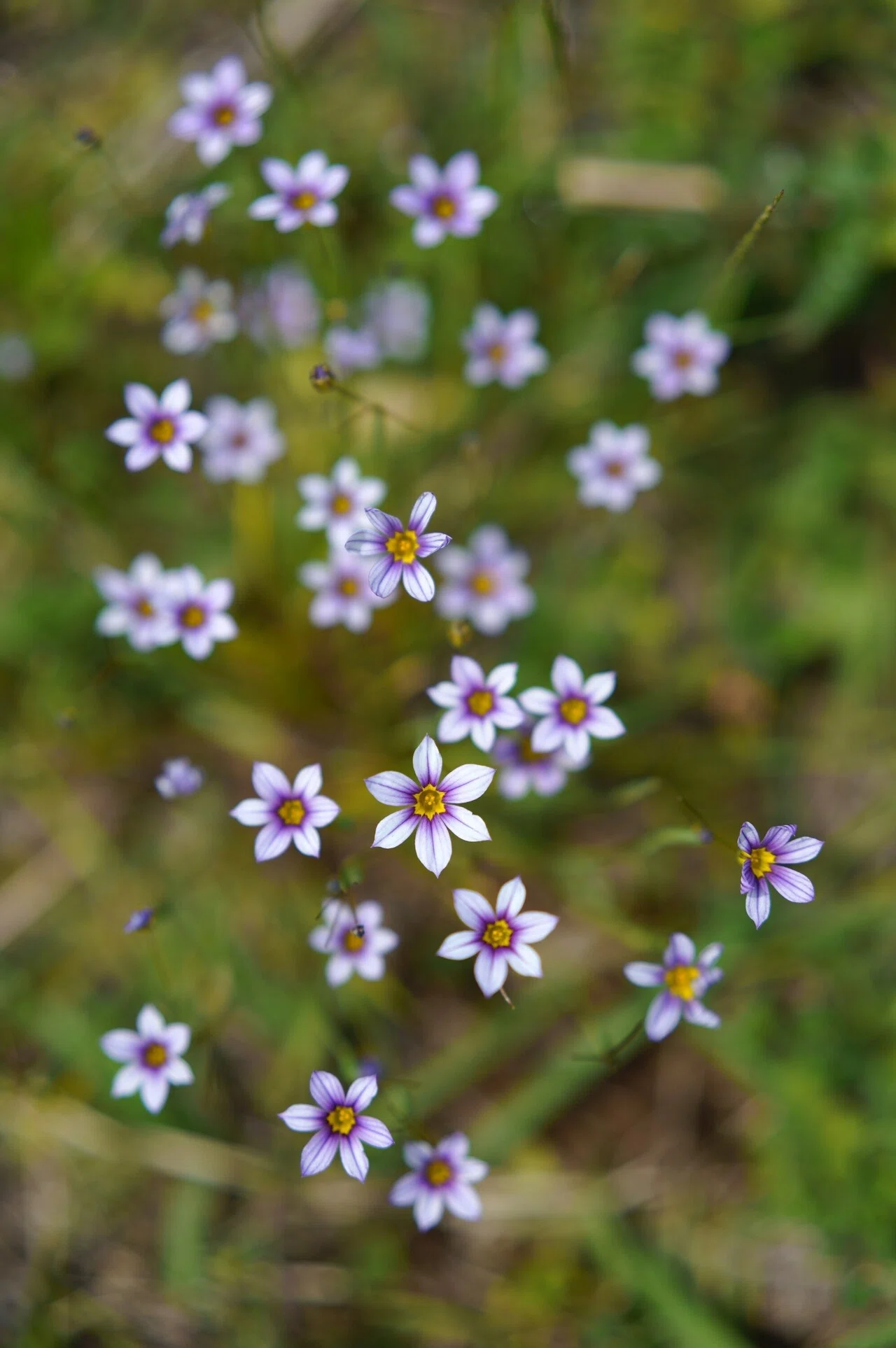 SIGMA 35mm F1.4 DG DN | Art を試してみました｜SIGMA広報部