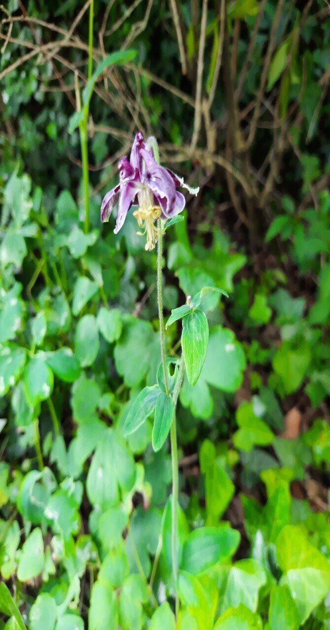 日本の苧環さん(オダマキ)とフランスのオダマキさん｜あとりえ・あっ