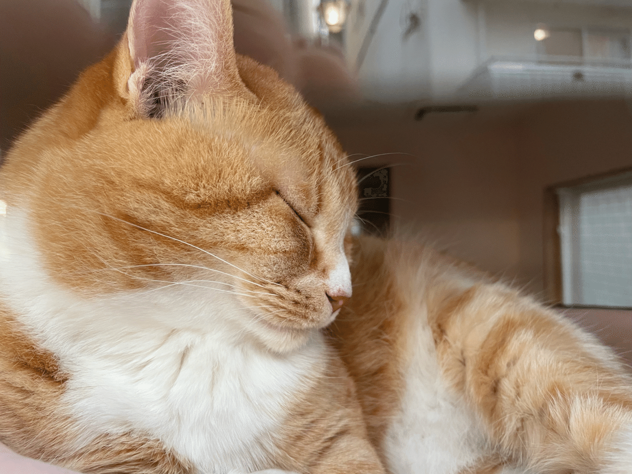 仕事終わり猫カフェ 閉まってた おやすみ 五味トミー Note 仕事終わり猫カフェ 閉まってた おやすみ 五味トミー Note